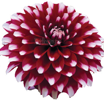 bicolor-purple-white-dahlia.jpg