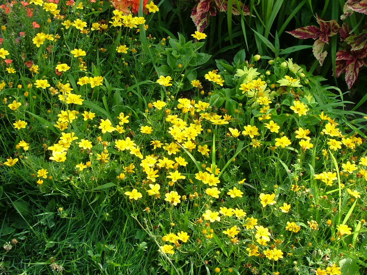 Bidens+Ferulifolia.JPG