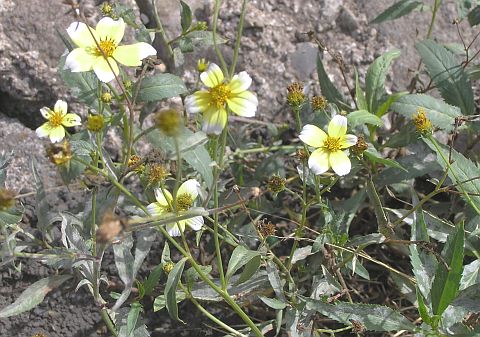 bidens_aurea.jpg