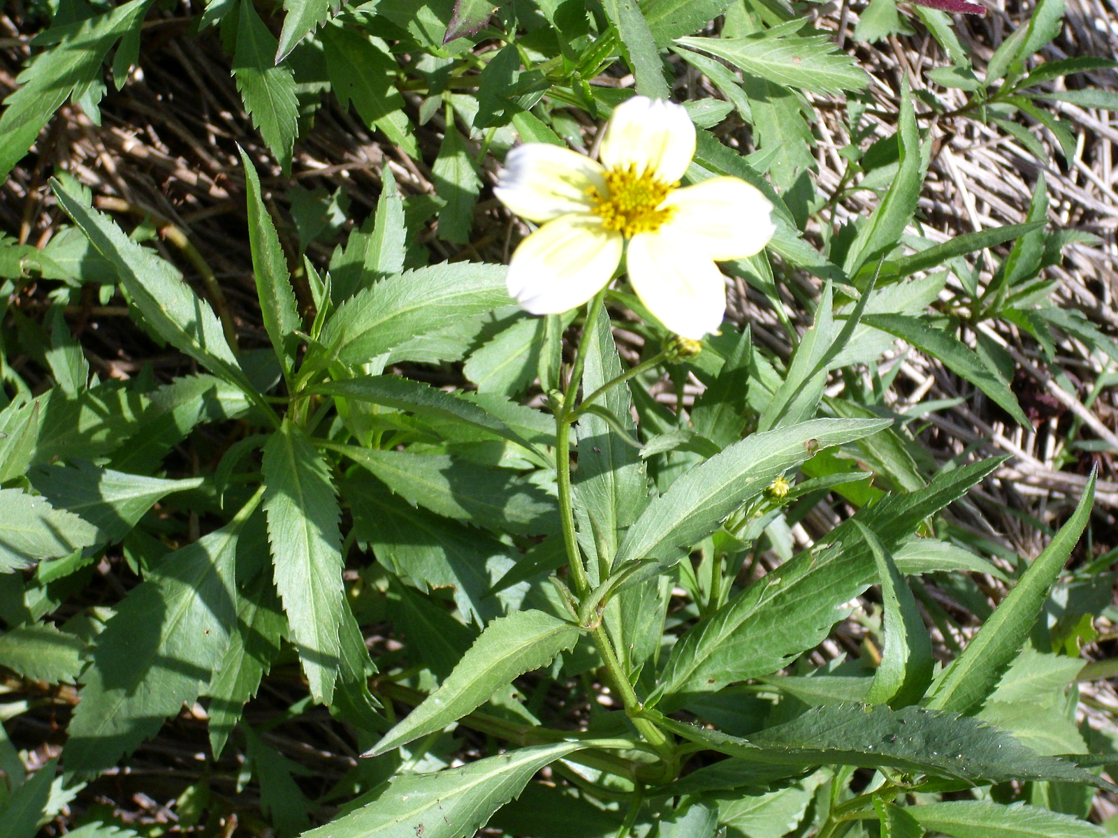 Bidens_aurea_StemLeavesandFlowers2_2009November15_SierraMadrona.jpg
