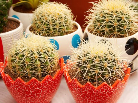 bien-verde-como-cultivar-transplantar-cactus-460x345-la.jpg