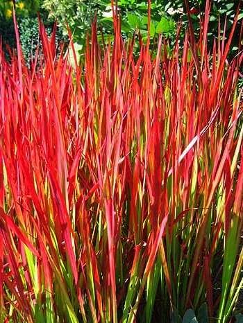 big_imperata-cylindrica-5c-27red-baron-50-semen.jpg