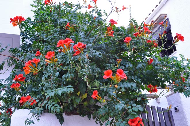 bignonia-roja-campsis-radicans.jpg