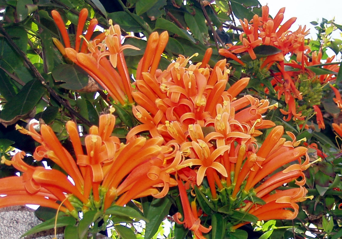 BIGNONIA-venusta-I.jpg