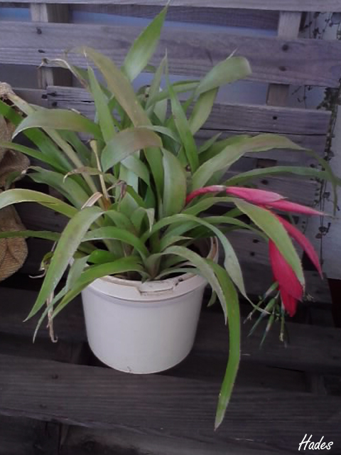 bilbergia+nutans.jpg