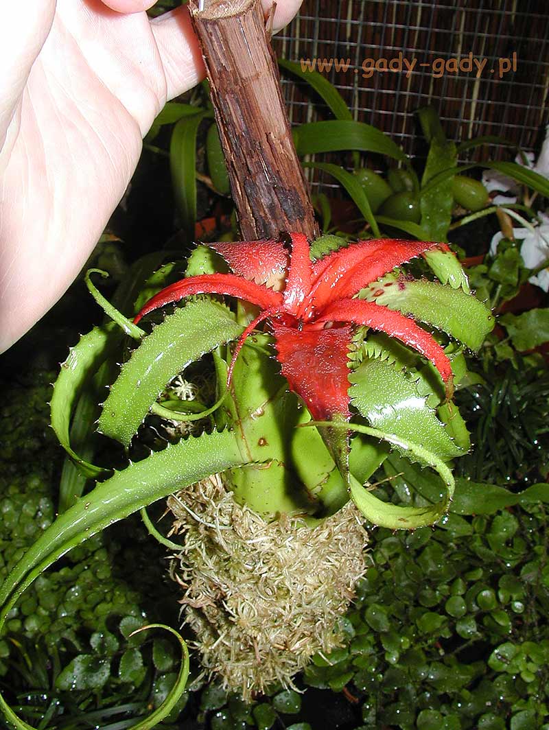 bilbergia-xx.jpg