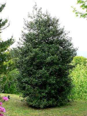 bIlex+aquifoliumP1090330.JPG