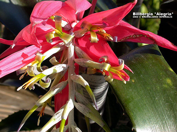 bill_Alegria-flower-11_oscar.jpg