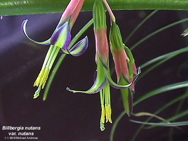 bill_nutans_v_nutans_flower.jpg