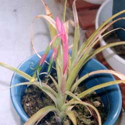 billbergia-nutans-2.jpg