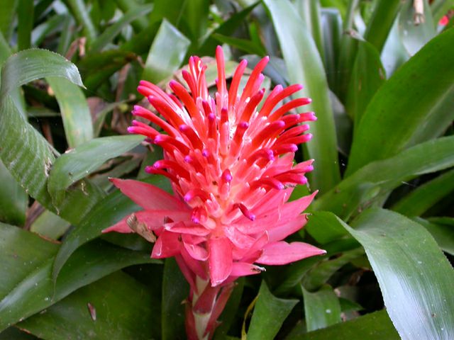 billbergia_pyramidalis1.jpg