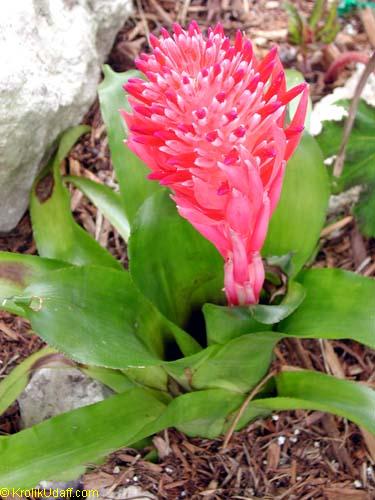 billbergiapyramidalis.jpg