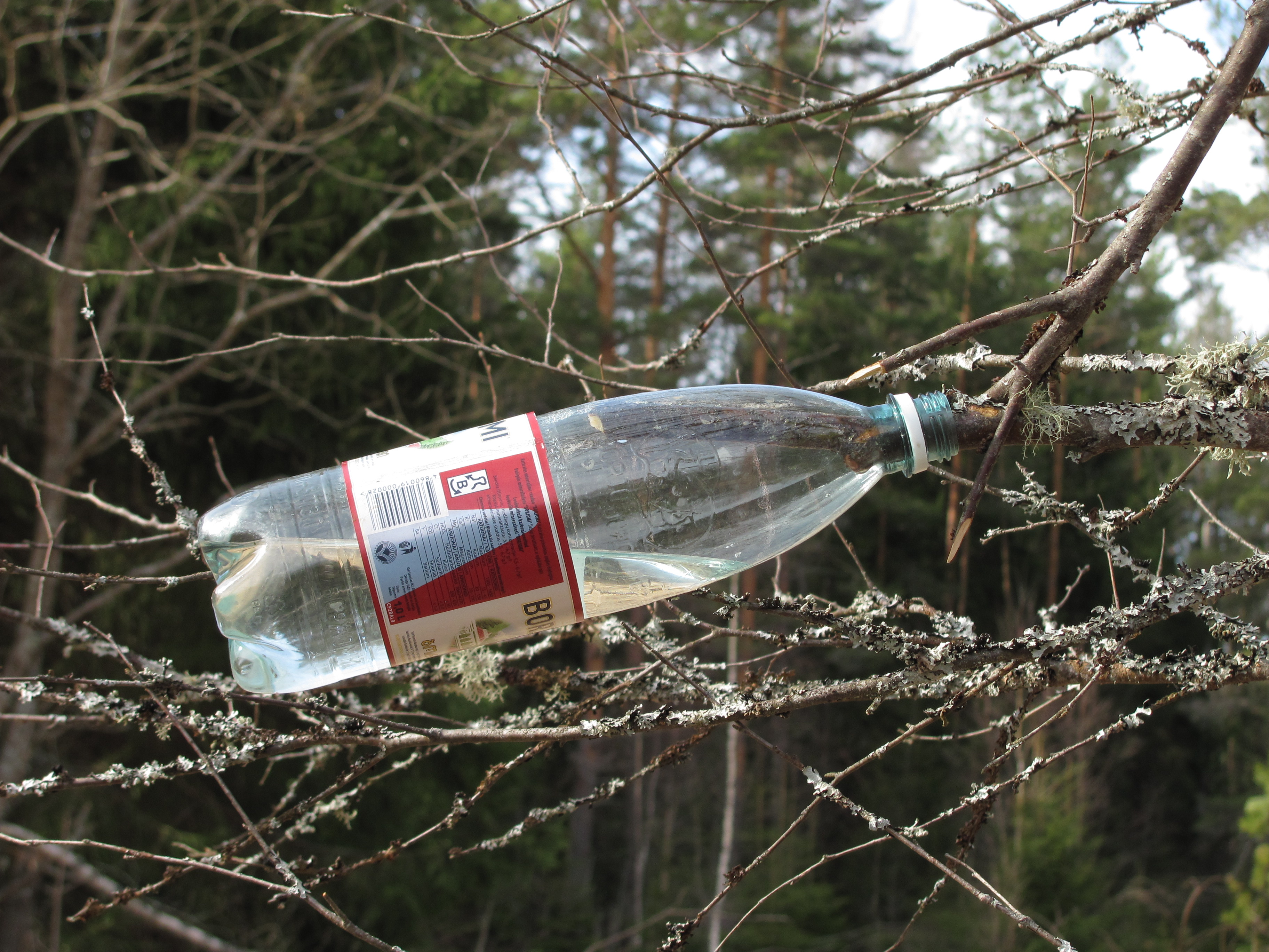 Birch_sap%2C_2011-04.jpg
