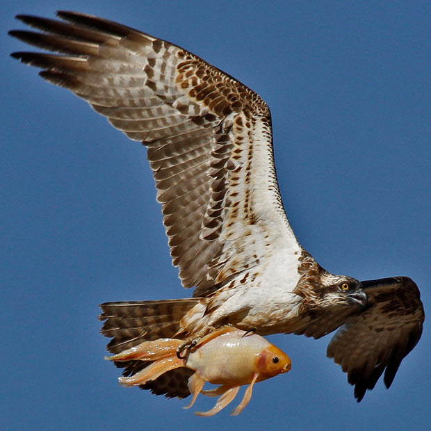 bird-fish_1832797i.jpg