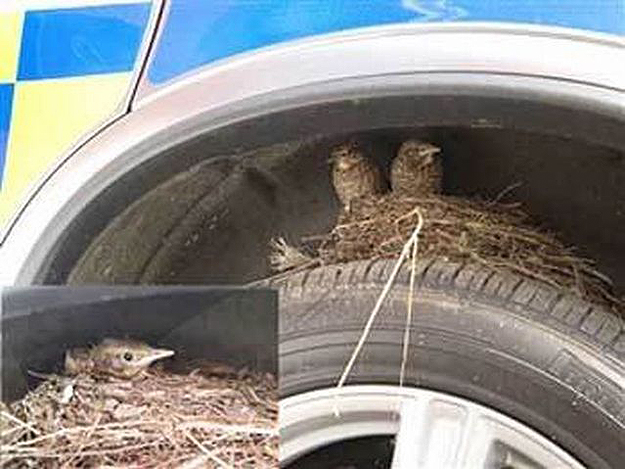 Bird-Nests-Unusual-Places-12.jpg