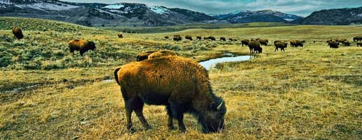 bisontes.jpg