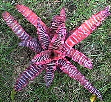 bivittatus.jpg