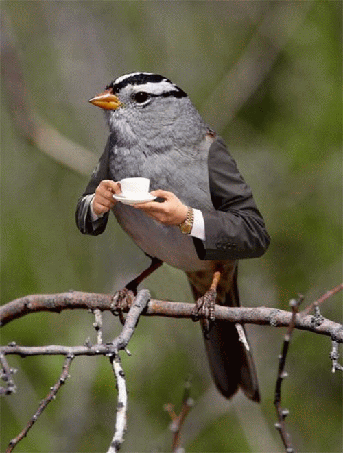 bizbird.gif