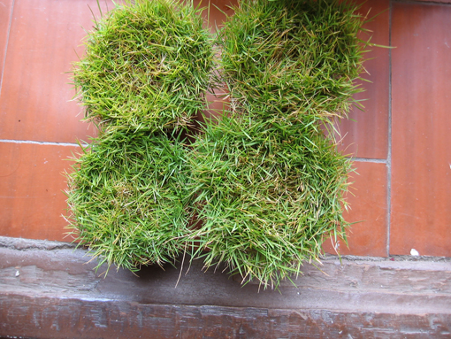 bjajaresZOYSIA.jpg