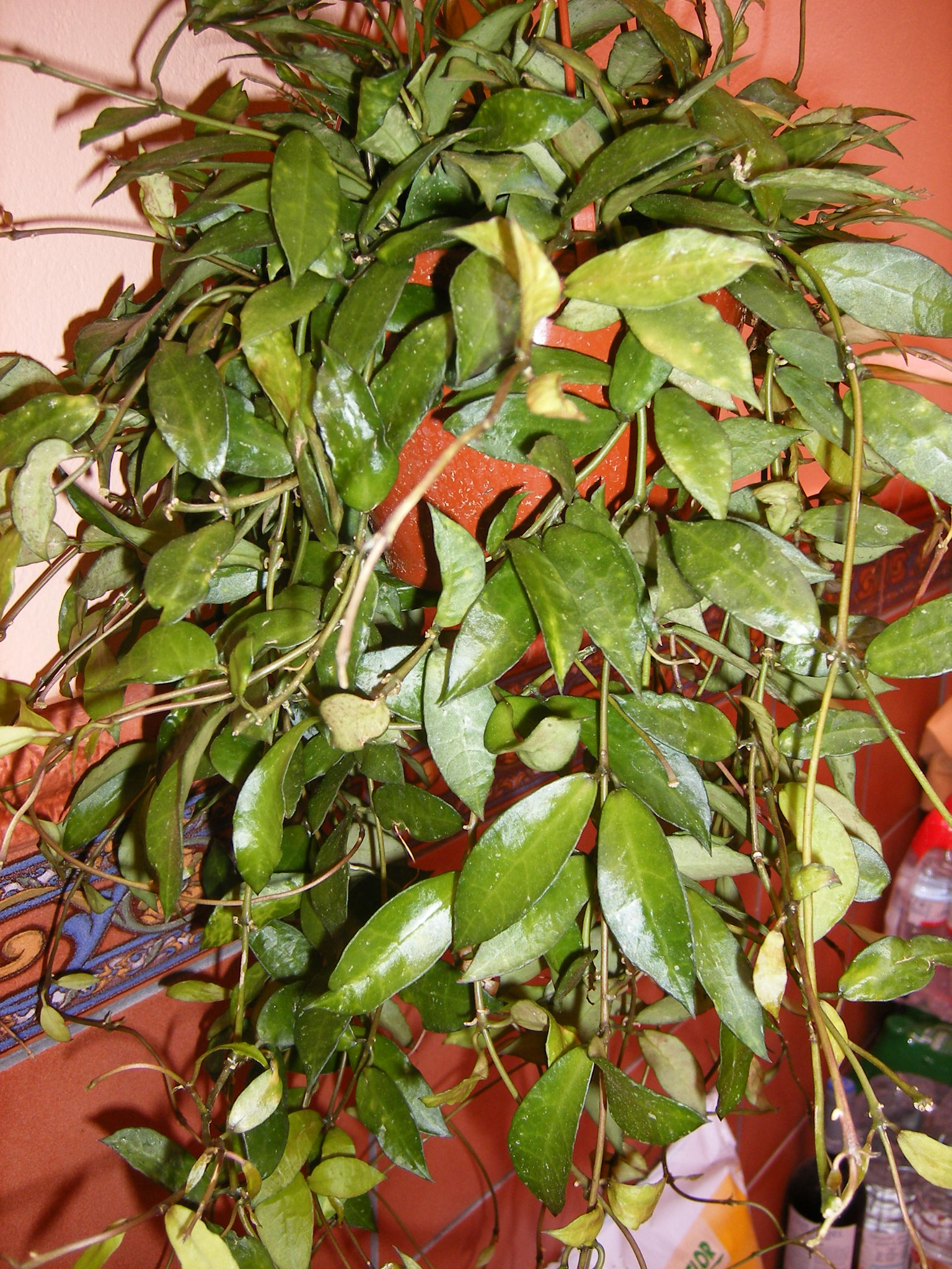 BKeLACUNOSA2r2x.jpg