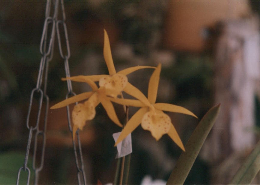 BL.%20Bernice%20Foster.jpg