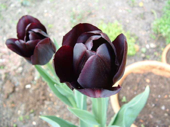 black%20tulips-resized.JPG