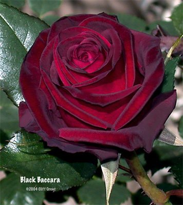 Black-Baccara-w-030804.jpg