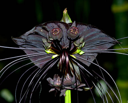 black-cat.jpe