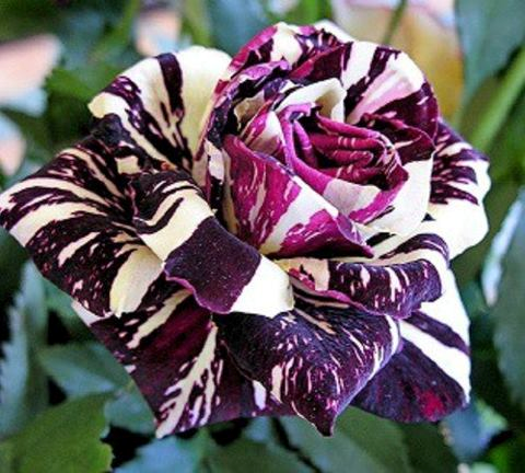 black-dragon-rose.png
