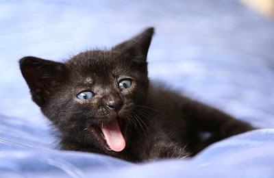 black-kitten-5.jpg