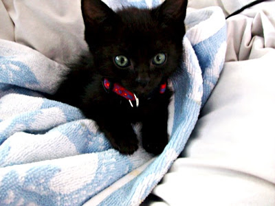 black-kitten-8.jpg