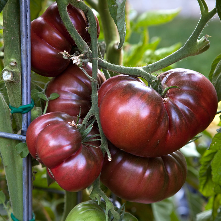 Black-Krim-label.jpg