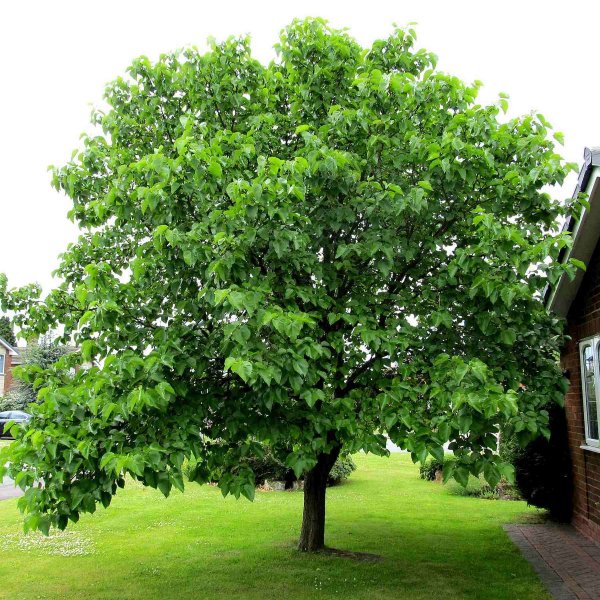 black-mulberry-morus-nigra_1-600x600.jpg