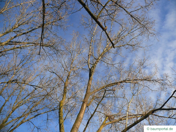 black-poplar-crown-winter1.jpg