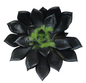 black-succulent-flower.jpg