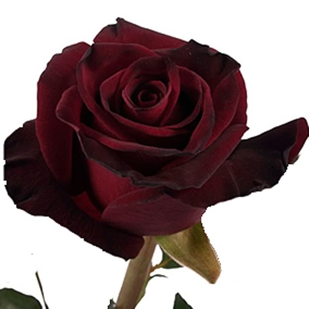 Black_Bacarra_Red_Rose_300.jpg