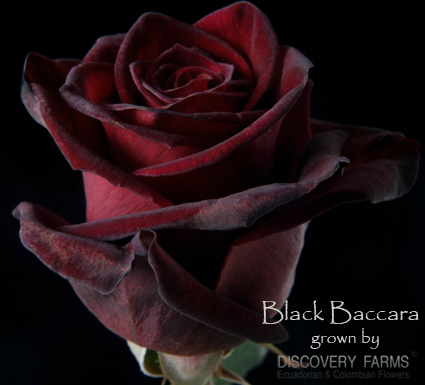 Black_Baccara.jpg