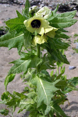 Black_Henbane.jpg