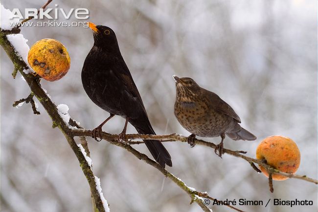 Blackbird-male-and-female-feeding-on-apples.jpg