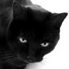 BlackCatPhoto.jpg