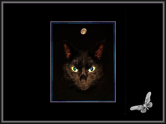 blackcattj3.jpg