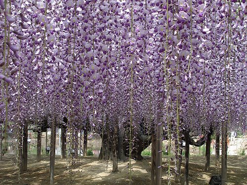 blackdragon-wisteria.jpg