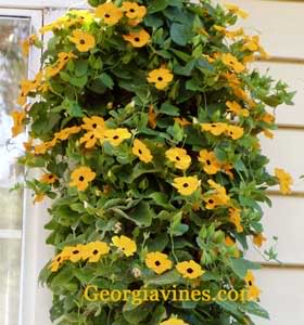 BlackEyedSusanVine-1.jpg