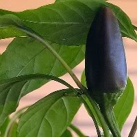 blackhung021.jpg
