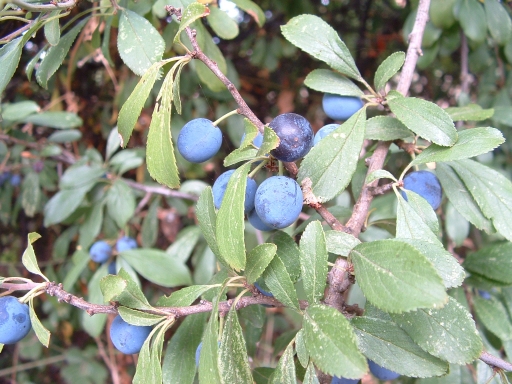 blackthorn_-_prunus_spinosa.jpg