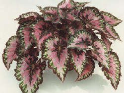 bladstek%20begonia%20rex.jpg