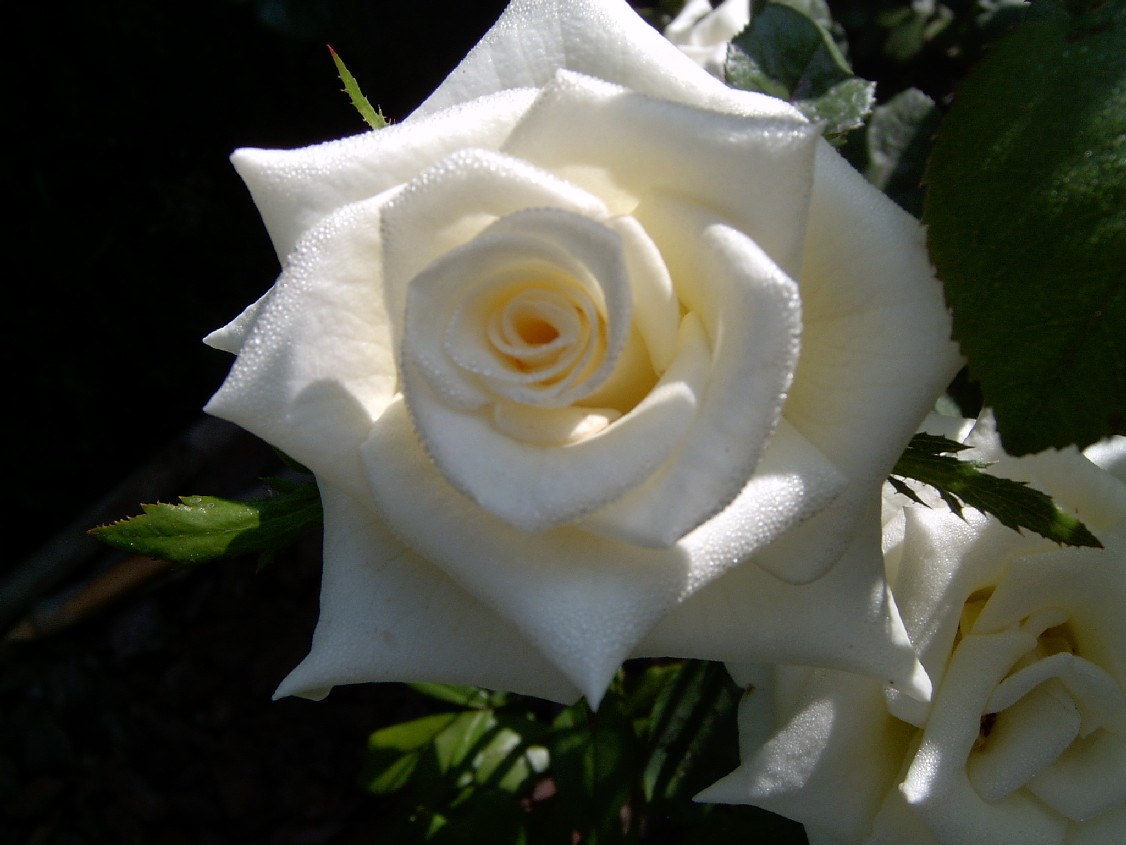 Blanca%202.jpg