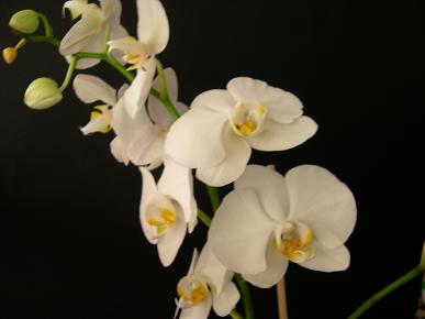 Blanca.JPG