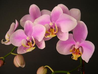 Blanca-rosa.JPG