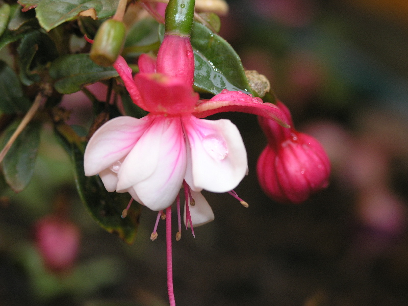 blancarosa.jpg